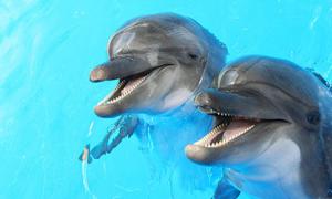 Как расшифровать сон с участием дельфинов?