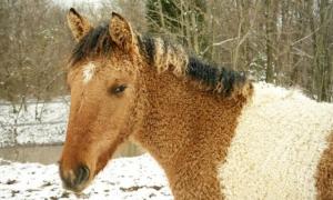 Лошади: Забайкальская и Американская кучерявая Американская кремовая лошадь